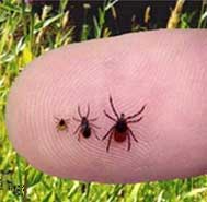 Lyme Disease Washington
